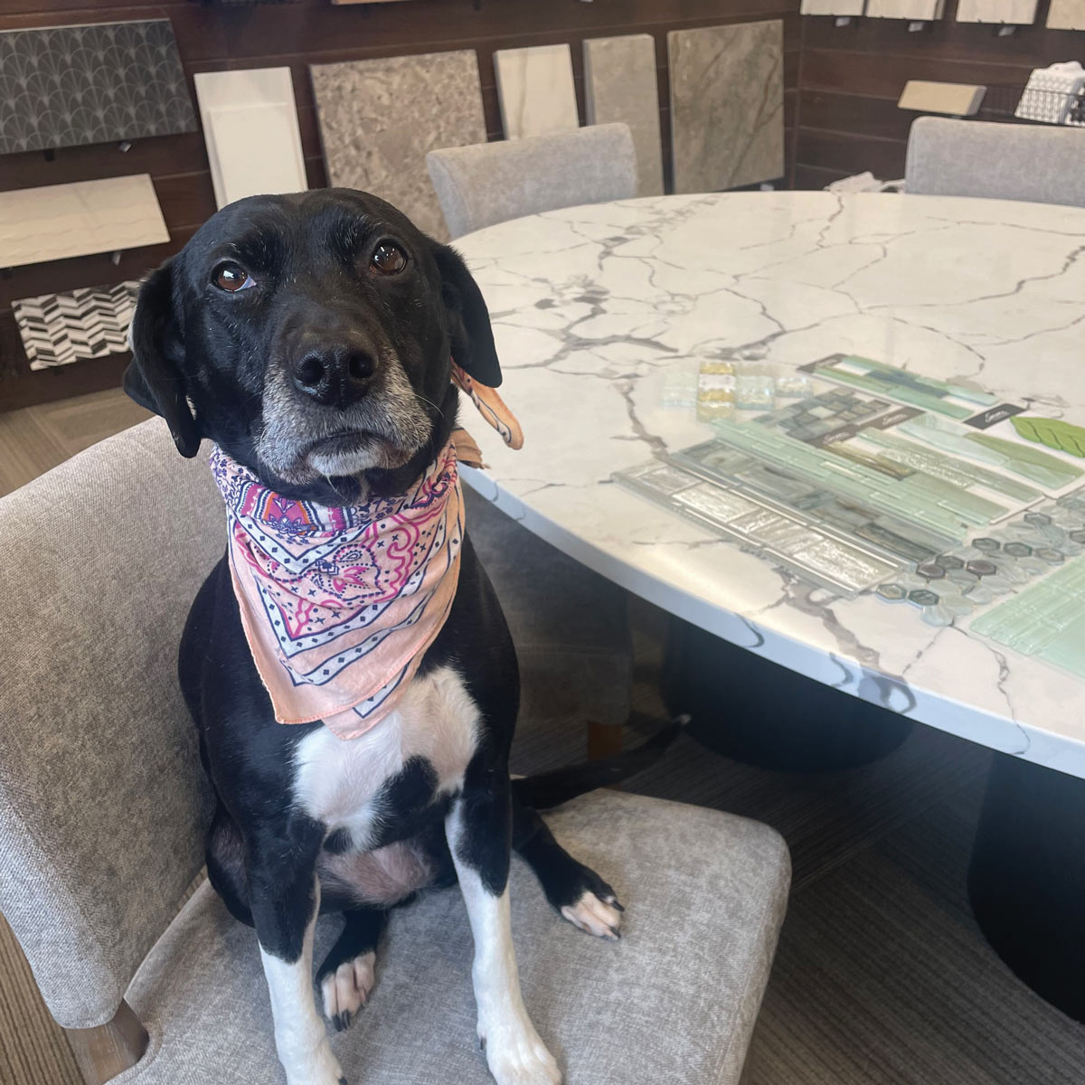 stella Stella
